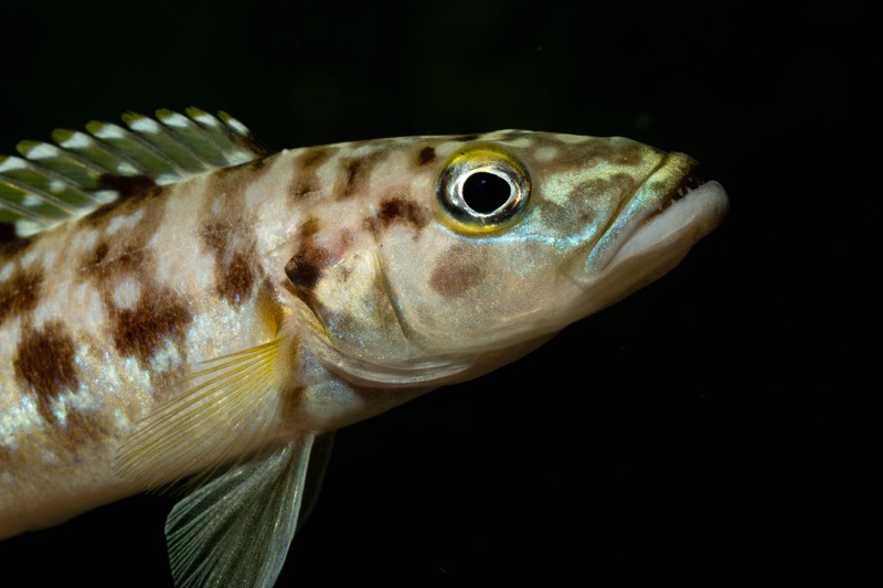 Lepidiolamprologus kamambae 'Kerenge Island'